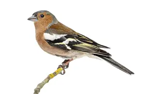 Common Chaffinch perched on branch