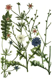 Common chicory, Cichorium sativum