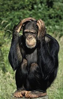 Common chimpanzee (pan troglodytes)
