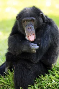 Common chimpanzee (Pan troglodytes)