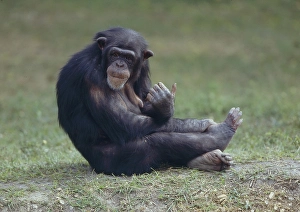 Common chimpanzee (Pan troglodytes) Bonobo