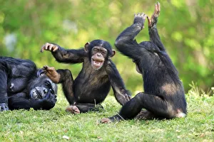 Common chimpanzee (Pan troglodytes) and young animals