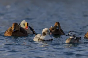 Common (Clangula hyemalis) mallard
