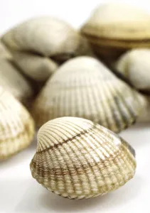 Common Cockle (cerastoderma edule)