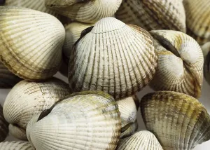 Common Cockle (cerastoderma edule)