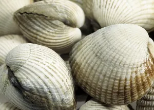 Common Cockle (cerastoderma edule), Fresh Shells