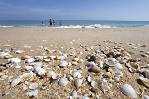 Common cockles (Cerastoderma edule) on a beach