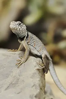 Common collared lizard (Crotaphytus collaris)