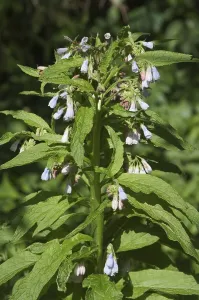 Common comfrey