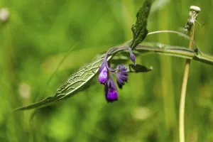 Common comfrey (Symphytum officinale)