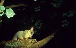 Common common brushtail possum (Trichosurus vulpecula)