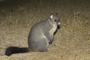 Common common brushtail possum (Trichosurus vulpecula) adult