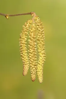Common Common hazel (Corylus avellana)