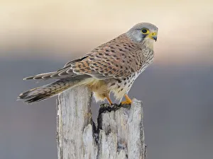Common Common Kestrel (Falco tinnunculus)