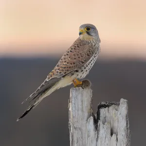Common Common Kestrel (Falco tinnunculus)