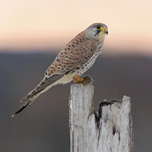 Common Common Kestrel (Falco tinnunculus)