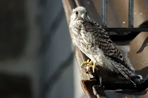 Common Common Kestrel (Falco tinnunculus)