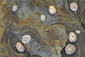 Common common limpet (Patella vulgata)