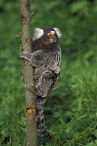 COMMON common marmoset (callithrix jacchus)