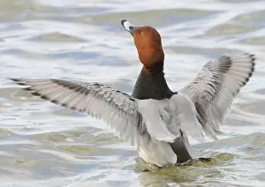 Common common pochard (Aythya ferina)