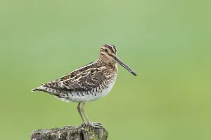 Common Common snipe (Gallinago gallinago)
