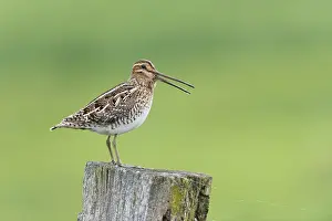 Common Common snipe (Gallinago gallinago)