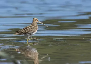 Common Common snipe (Gallinago gallinago)