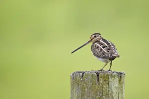 Common Common snipe (Gallinago gallinago)