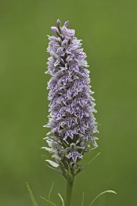 Common common spotted orchid (Dactylorhiza fuchsii)