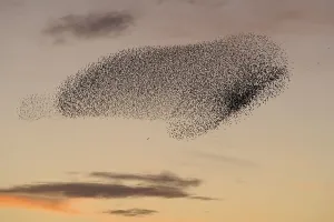 Common common starling (Sturnus vulgaris)
