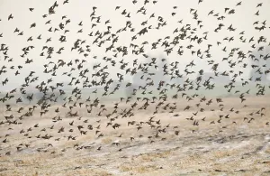 Common common starling (Sturnus vulgaris)