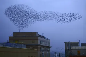 Common common starling (Sturnus vulgaris)
