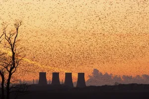 Common common starling (Sturnus vulgaris) huge flock gathering to roost at sunset