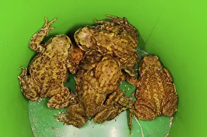 Common common toad (Bufo bufo) adults