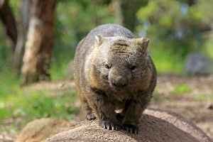 Common common wombat (Vombatus ursinus), adult, Mount Lofty, South Australia, Australia, Oceania