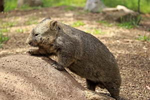Common common wombat (Vombatus ursinus)