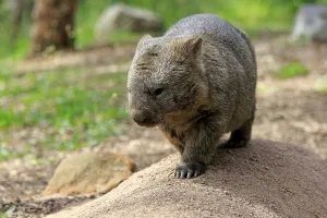 Common common wombat (Vombatus ursinus)