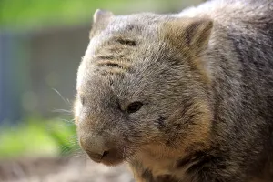 Common common wombat (Vombatus ursinus)