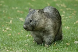 Common common wombat (Vombatus ursinus)