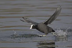 Common Coot (Fulica atra), adult