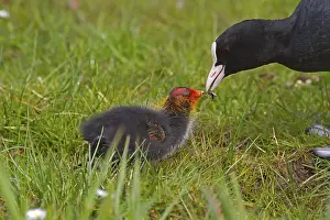 Common Coot (Fulica atra) adult feeding insects to chick