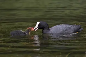 Common Coot (Fulica atra), adult feeding young