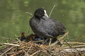 Common coot (Fulica atra) protecting its chicks on the nest