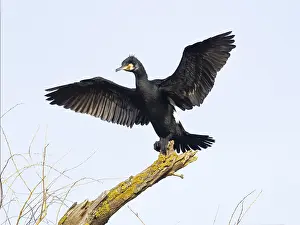 Common Cormorant (Phalacrocorax carbo)