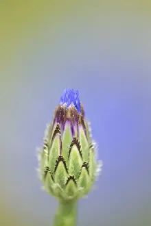 Common cornflower (Centaurea cyanus) single blue wildflower flower in summer