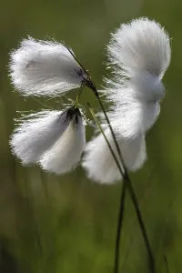Common cottongrass (Eriophorum angustifolium)