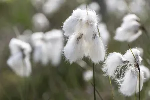 Common cottongrass (Eriophorum angustifolium)