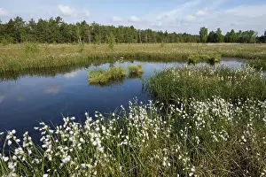 Common cottongrass (Eriophorum angustifolium)