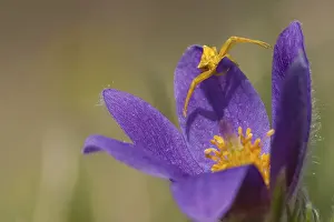 Common cowbell (Pulsatilla vulgaris)