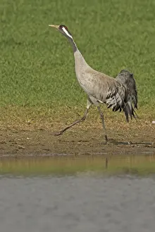 Common Crane, Eurasian Crane (Grus grus)